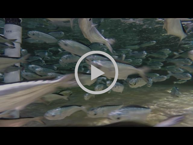 A Treadmill for Fish (Dispatches from the Gulf)